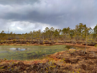 Small Swamp Islands at Skaista Lake in Cenas Swamp Latvia, Kemeri National Park. Idyllic Autumn Landscape. Ecological Reserve in Wildlife. Marshland at Wild Nature. Swampy Land and Wetland, Marsh, Bog