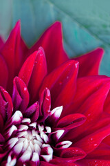Macro photo of a red dahlia flower background.