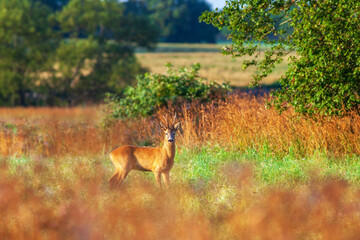 Roebuck looking at the camera