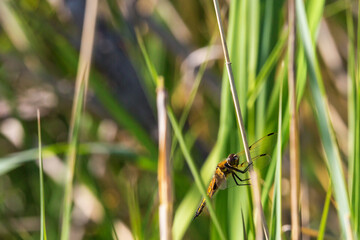 Dragonfly on a straw at summer