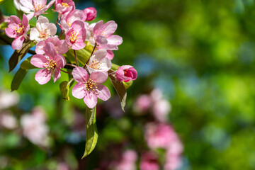 Fototapeta na wymiar Flowering branches of the decorative apple tree malus ola close-up. A spring tree blooms with pink petals in a garden or park 