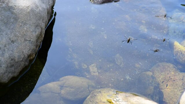 water striders on a surface of pure and clear water river, Corsica, France