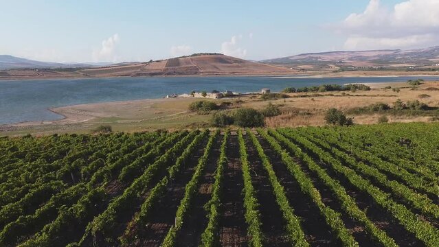 Aerial drone. Rows of Vineyards at Fortino di Mazzallakkar, Arab fort in Sambuca di Sicilia, Sicily, on Lago Arancio. This area is well known for the production of grapes and white and red wine.