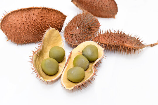 Nucker nut, Grey nickers, Bonduc nut, Gray nicker (Caesalpinia. Bonduc (L.) Roxb.) Seeds, medicinal properties and it is believed that a magic charm. Bonduc nut seed isolated on white background.