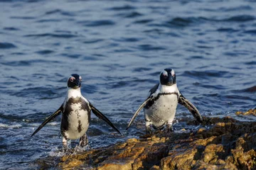 Outdoor-Kissen African penguin, Cape penguin or South African penuguin (Spheniscus demersus) at Stony Point on the Whale Coast, Betty's Bay (Bettys Bay), Overberg,  Western Cape, South Africa © Roger de la Harpe