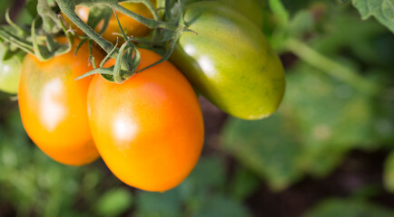 Farm of tasty yellow tomatoes on the bushes