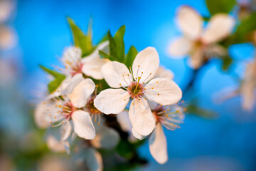 Spring flowering. White flowers of cherry or apricot on blue background