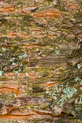 Tree bark close-up, with cracks and green moss