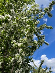 Blooming tree in the blue sky with white clouds, white flowers tree blossom 