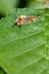 Orgyia antiqua - Rusty tussock moth - Étoilée-Bombyx antique