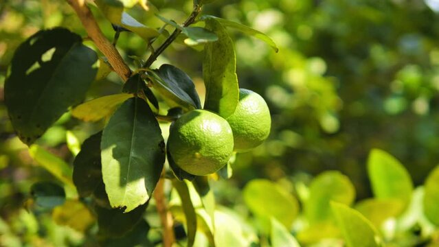 Fresh organic green lime fruit trees plantation 4K high quality footage.