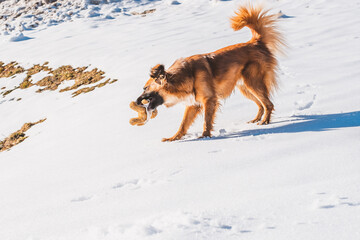 Hund mit Hundespielzeug