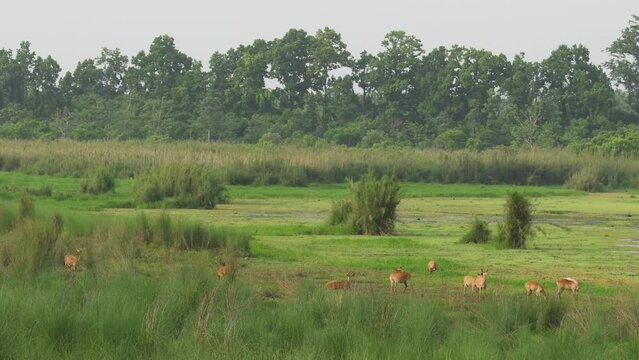 wide shot of wild Barasingha or Rucervus duvaucelii or Swamp deer twelve horned family in group a elusive and vulnerable animal in landscape of scenic jungle or forest of central india asia