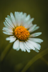 Fototapeta premium Pâquerette / Fleur
