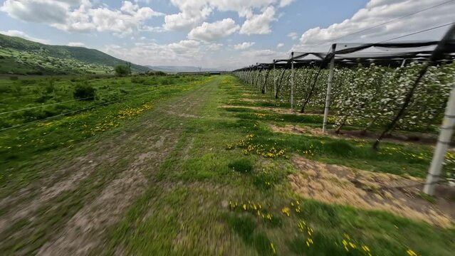 FPV sports drone speed shot agricultural field plantation apple trees rows for countryside industrial cultivation. Aerial view picturesque village settlement landscape sky cloud horizon growing meadow