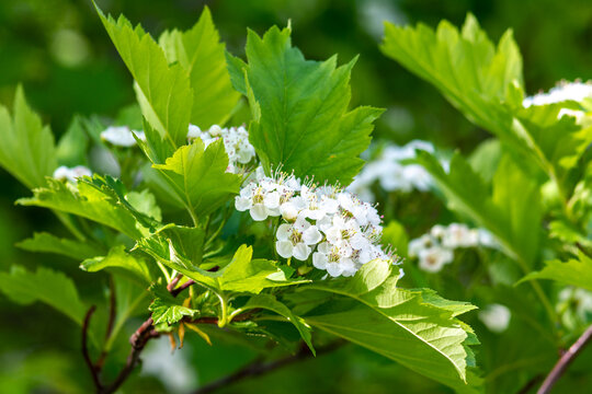 Branches of the flowering crataegus close-up. White hawthorn flowers with green foliage on a bokeh background