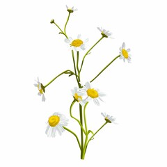 Bouquet of Chamomile flowers illustration on white. Daisy flower drawing. Hand drawn floral object. Wild botanical garden bloom. Great for tea packaging, label, icon, greeting cards, decor.