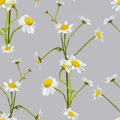 Meadow wildflower seamless  pattern. Botanical camomile, grey background. Delicate field flower and herb illustration.