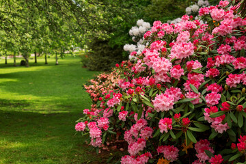 Fototapeta na wymiar Blooming rose bush in the park