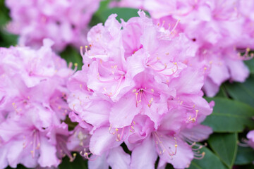 Blooming pink bush in the park