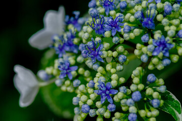白と青のガクアジサイが雨に濡れる