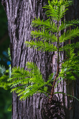 メタセコイアの木の幹と葉のクローズアップ