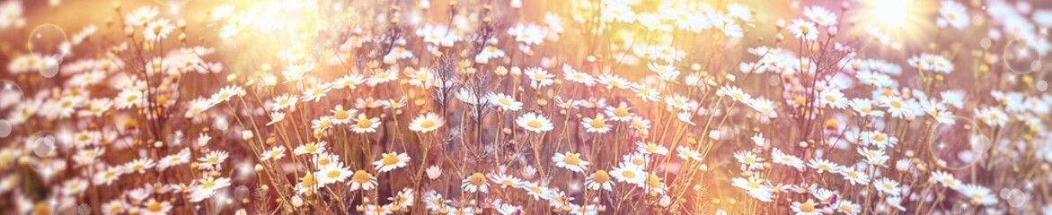 Obraz na płótnie Canvas Daisy flower in meadow, wild chamomile lit by sunlight