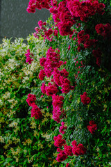 赤いバラに雨が降り注ぐ