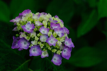 紫と白の紫陽花
