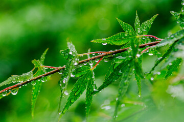 水玉と雨