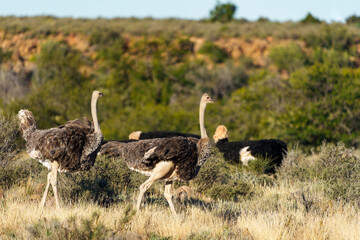 Ostrich (struthio camelus) male and female in typical habitat. Karoo National Park, Beaufort West,...