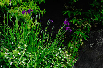 花菖蒲とドクダミの花