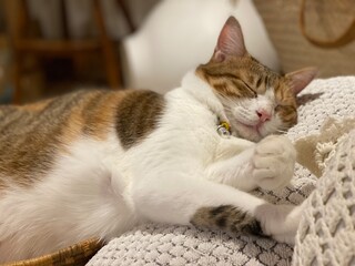 Sleepy 2 years old Ms. Macaron lounging on the bed with pillow, year 2022 summer Tokyo Japan