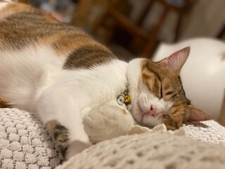 Sleepy 2 years old Ms. Macaron lounging on the bed with pillow, year 2022 summer Tokyo Japan