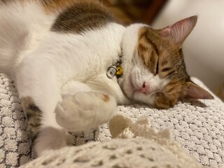 Sleepy 2 years old Ms. Macaron lounging on the bed with pillow, year 2022 summer Tokyo Japan