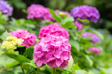 飛鳥山公園の紫陽花