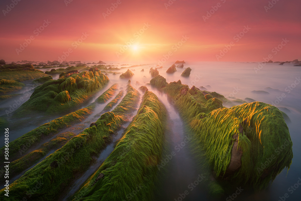 Wall mural seascape of green sea moss on rocks in barrika at sunset