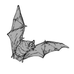 Realistic drawing bat in flight on a white background