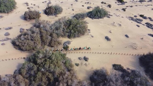 Aerial drone footage of a line of camels during a safari tour on sand desert dunes in Maspalomas, Gran Canaria, Canary Islands, Spain.	