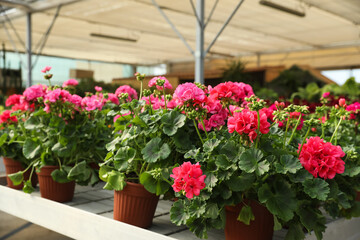 Fototapeta na wymiar Beautiful blooming potted geranium plants on table in garden center