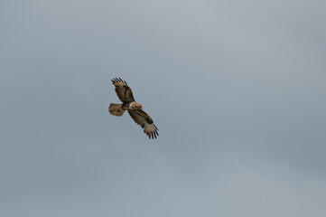 Buteo buteo - Common buzzard - Buse variable