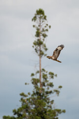 Buteo buteo - Common buzzard - Buse variable