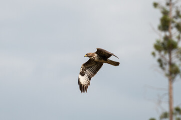 Buteo buteo - Common buzzard - Buse variable