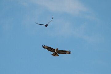 Buse variable chassée par une Corneille noire