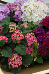 Beautiful hydrangea with colorful flowers and green leaves, closeup view
