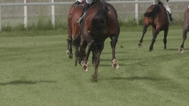 Horses run in competitions in the race for first place. Horse racing in slow motion.