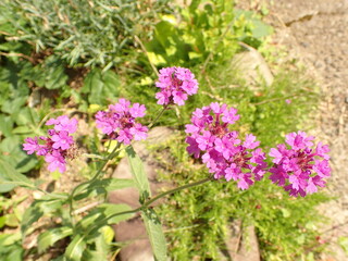 庭先の花