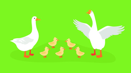 Two geese and five little goslings