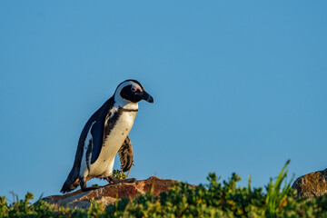 African penguin, Cape penguin or South African penuguin (Spheniscus demersus) at Stony Point, Betty's (Bettys) Bay, Whale Coast, Overberg, Western Cape, South Africa.