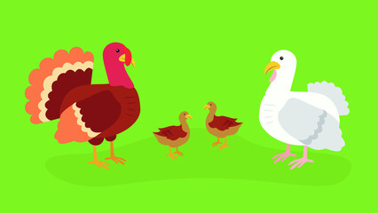 Family of turkeys with turkey poults